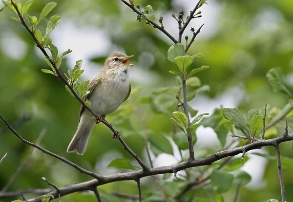 Willow Warbler (Phylloscopus trochilus) adult, singing, perched on Blackthorn (Prunus spinosa) branch in hedgerow, Leicestershire, England, may