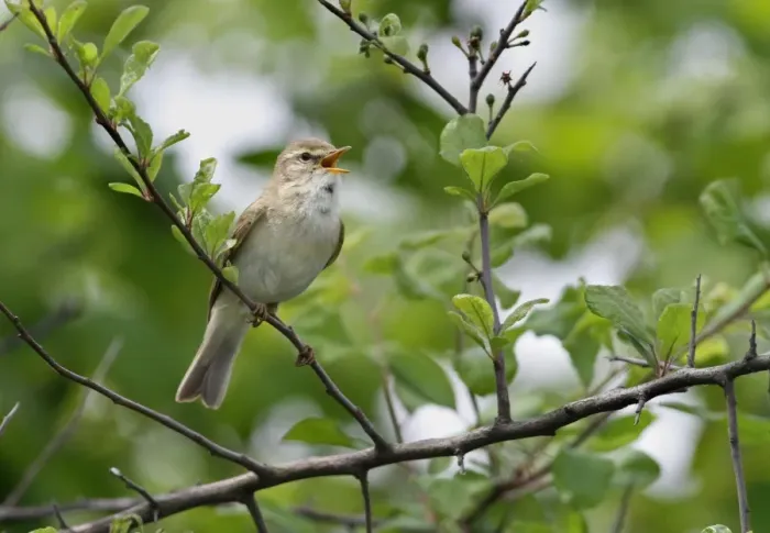 Framed Print : Willow Warbler (Phylloscopus trochilus) adult, singing, perched on Blackthorn (Prunus spinosa) branch in hedgerow, Leicestershire, England, may Framed Print : Willow Warbler (Phylloscopus trochilus) adult, singing, perched on Blackthorn (Prunus spinosa) branch in hedgerow, Leicestershire, England, may