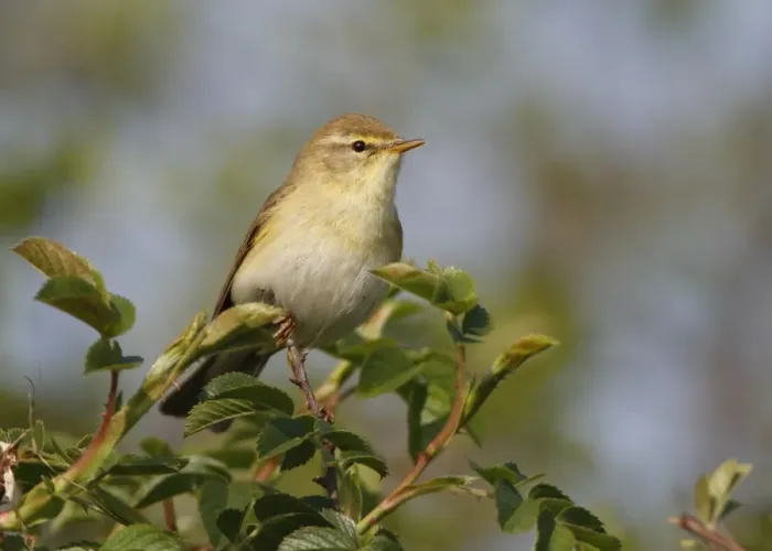 Framed Print : Willow Warbler (Phylloscopus trochilus) adult, perched in bush, Leicestershire, England, april Framed Print : Willow Warbler (Phylloscopus trochilus) adult, perched in bush, Leicestershire, England, april