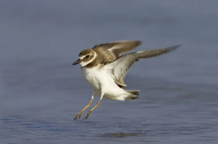 Framed Print : Wilson's Plover (Charadrius wilsonia) adult, in flight, taking off from water, Fort de Soto, Florida, U. S. A