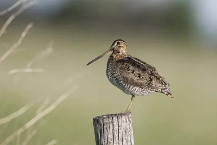 Framed Print : Wilsons Snipe (Gallinago delicata) adult, standing on post, North Dakota, U. S. A. June Framed Print : Wilsons Snipe (Gallinago delicata) adult, standing on post, North Dakota, U. S. A. June