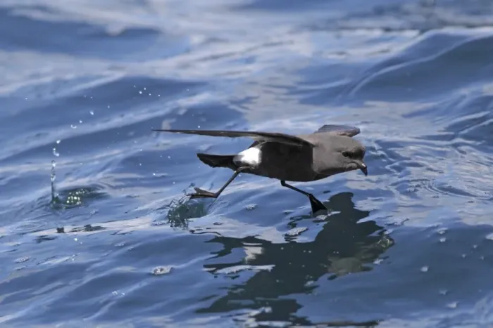Framed Print : Wilsons Storm-petrel (Oceanites oceanicus) adult, in flight over sea, off Cape Town, Western Cape, South Africa Framed Print : Wilsons Storm-petrel (Oceanites oceanicus) adult, in flight over sea, off Cape Town, Western Cape, South Africa