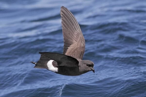 Wilsons Storm-petrel (Oceanites oceanicus) adult, in flight over sea, off Cape Town, Western Cape, South Africa