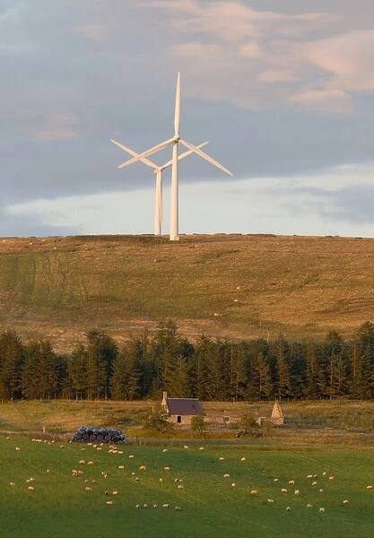 Wind turbines on hill, with cattle on hillside, ruined building and sheep on pasture in foreground, Lammermuir Hills