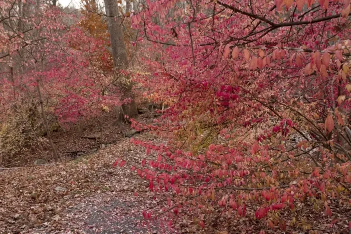 Framed Print : Winged Spindle (Euonymus alatus) introduced invasive species, autumn foliage, growing in woodland Framed Print : Winged Spindle (Euonymus alatus) introduced invasive species, autumn foliage, growing in woodland