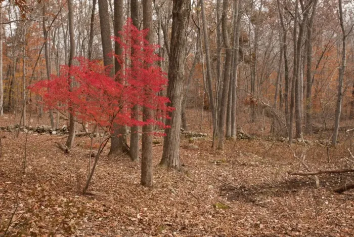 Framed Print : Winged Spindle (Euonymus alatus) introduced invasive species, autumn foliage, growing in woodland habitat Framed Print : Winged Spindle (Euonymus alatus) introduced invasive species, autumn foliage, growing in woodland habitat