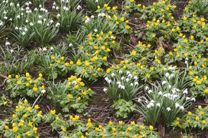 Framed Print : Winter Aconite (Eranthis hyemalis) and Snowdrop (Galanthus nivalis) flowering mass, Kent, England, February Framed Print : Winter Aconite (Eranthis hyemalis) and Snowdrop (Galanthus nivalis) flowering mass, Kent, England, February