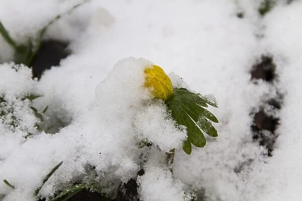 Winter Aconite flowering through snow, Roadside verge