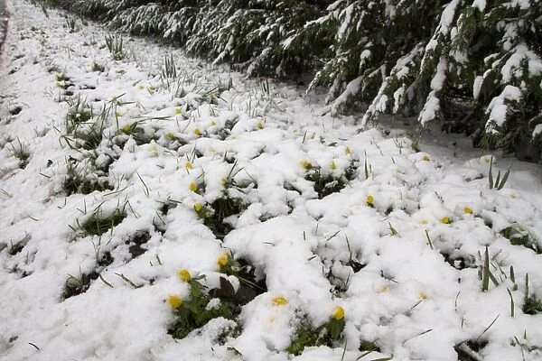 Winter Aconite flowering through snow, Roadside verge