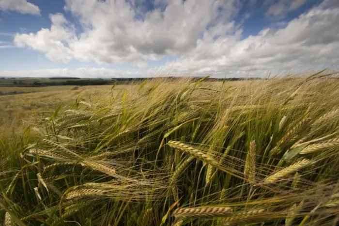 Framed Print : Winter Barley (Hordeum vulgare) crop, ears ripening in field, Aberdeenshire, Scotland, August Framed Print : Winter Barley (Hordeum vulgare) crop, ears ripening in field, Aberdeenshire, Scotland, August