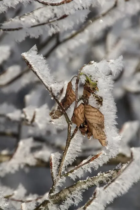 Framed Print : Winter Beech leaves covered in hoar frost Framed Print : Winter Beech leaves covered in hoar frost