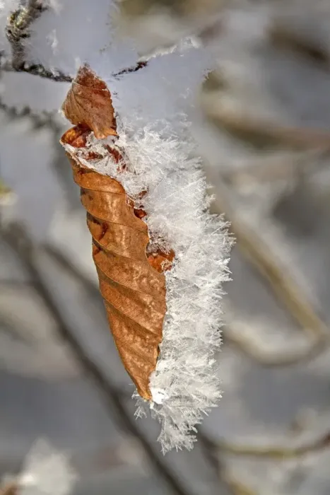Framed Print : Winter Beech leaves covered in hoar frost Framed Print : Winter Beech leaves covered in hoar frost