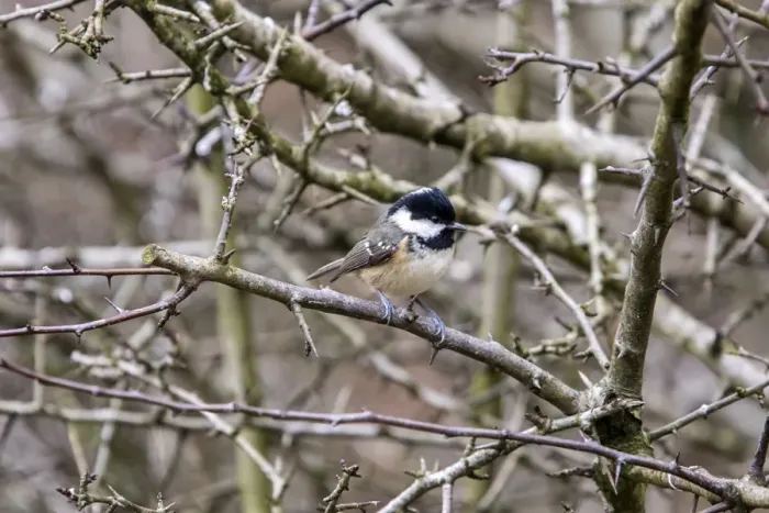 Framed Print : Winter Coal Tit on hawthorn hedge Framed Print : Winter Coal Tit on hawthorn hedge