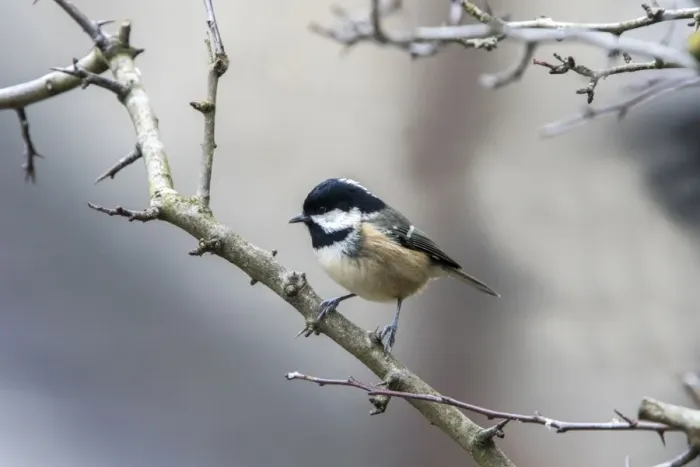 Framed Print : Winter Coal Tit on hawthorn hedge Framed Print : Winter Coal Tit on hawthorn hedge