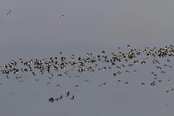 Winter flock of Lapwings and a few Brent Geese flying over marsh, Brancaster North Norfolk