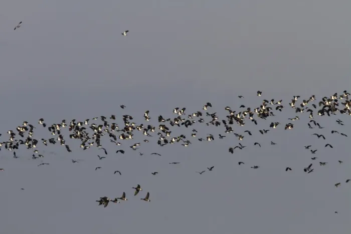 Framed Print : Winter flock of Lapwings and a few Brent Geese flying over marsh, Brancaster North Norfolk