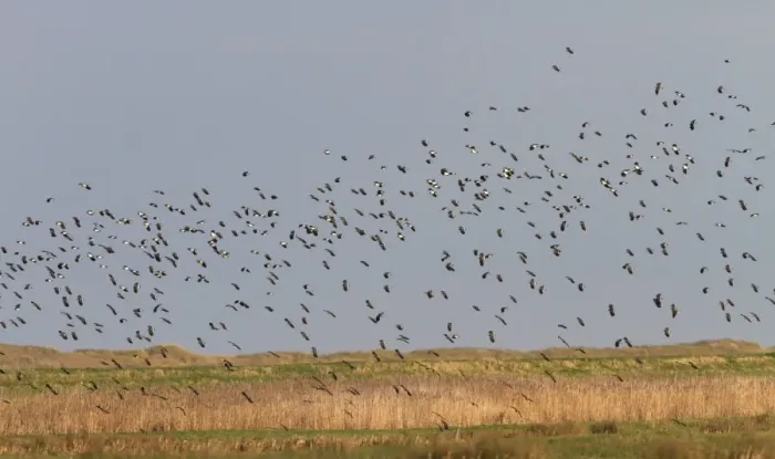 Framed Print : Winter flock of Lapwings flying over marsh, Brancaster North Norfolk Framed Print : Winter flock of Lapwings flying over marsh, Brancaster North Norfolk