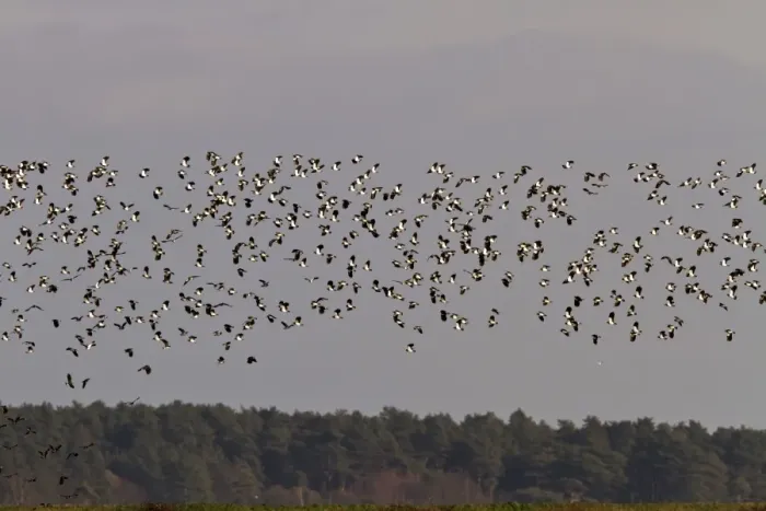 Framed Print : Winter flock of Lapwings flying over marsh with woodland background, Brancaster North Norfolk Framed Print : Winter flock of Lapwings flying over marsh with woodland background, Brancaster North Norfolk