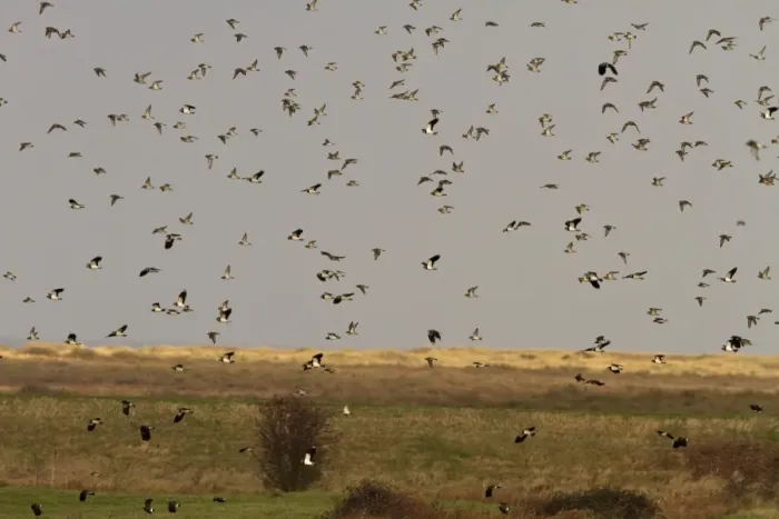 Framed Print : winter flock of lapwings and golden plovers, at Brancaster North Norfolk Framed Print : winter flock of lapwings and golden plovers, at Brancaster North Norfolk