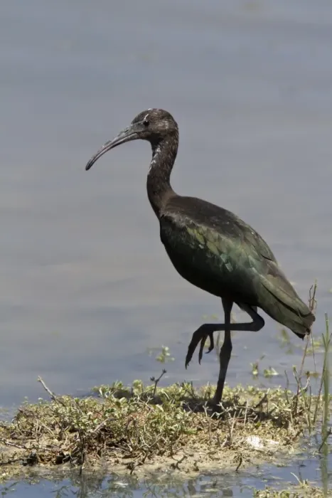 Framed Print : Winter plumage Glossy Ibis - Coto Donana, Spain Framed Print : Winter plumage Glossy Ibis - Coto Donana, Spain