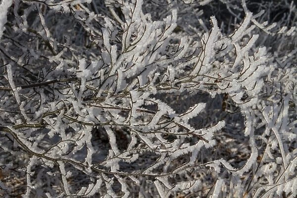 Winter tree branches covered in hoar frost