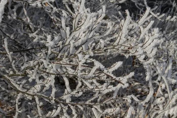 Framed Print : Winter tree branches covered in hoar frost Framed Print : Winter tree branches covered in hoar frost