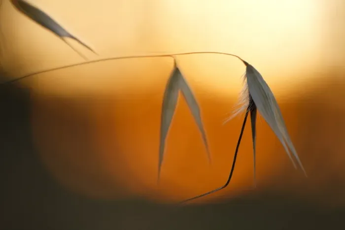 Framed Print : Winter Wild Oat (Avena sterilis) close-up of seedheads, at sunset, Bouches-du-Rhone, Provence, France, June