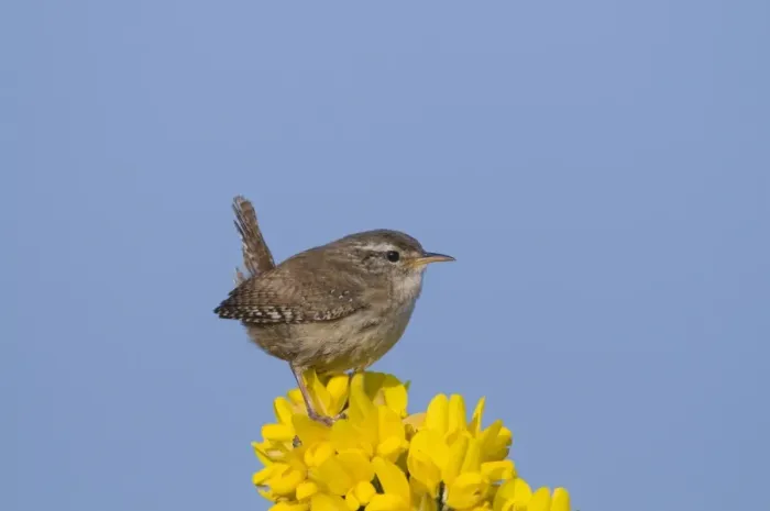 Framed Print : Winter Wren (Troglodytes troglodytes) adult, perched on flowering gorse, Norfolk, England, april Framed Print : Winter Wren (Troglodytes troglodytes) adult, perched on flowering gorse, Norfolk, England, april