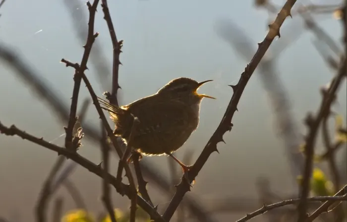 Framed Print : Winter Wren (Troglodytes troglodytes) adult, singing, perched on bramble stems at dawn, Norfolk, England, april