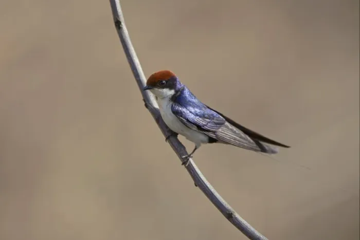 Framed Print : Wire-tailed Swallow (Hirundo smithii) adult, perched on twig, Kanha N. P. Madhya Pradesh, India Framed Print : Wire-tailed Swallow (Hirundo smithii) adult, perched on twig, Kanha N. P. Madhya Pradesh, India