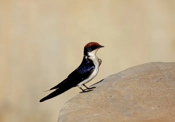 Framed Print : Wire-tailed Swallow (Hirundo smithii smithii) adult female, standing on stone bridge, Gambia, December Framed Print : Wire-tailed Swallow (Hirundo smithii smithii) adult female, standing on stone bridge, Gambia, December