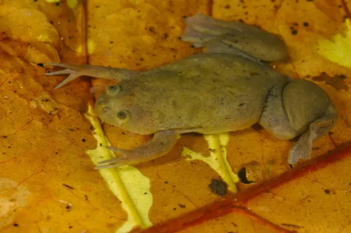 Framed Print : De Wittes Clawed Frog (Xenopus wittei) adult, on submerged leaf litter in tropical montane forest, Nyungwe Forest N. P Framed Print : De Wittes Clawed Frog (Xenopus wittei) adult, on submerged leaf litter in tropical montane forest, Nyungwe Forest N. P