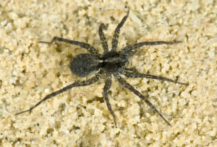 Framed Print : Wolfspider, Pardosa amentata Framed Print : Wolfspider, Pardosa amentata