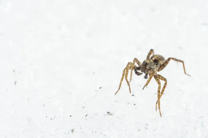Framed Print : Wolfspider (Pardosa sp. ) subadult male, walking on snow in late winter, Italy, March Framed Print : Wolfspider (Pardosa sp. ) subadult male, walking on snow in late winter, Italy, March