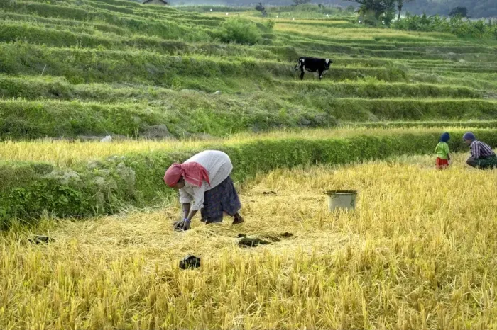 Framed Print : Woman collecting cattle dung for organic manure from terraced rice fields, Kanthalloor, Marayur, Idukki District