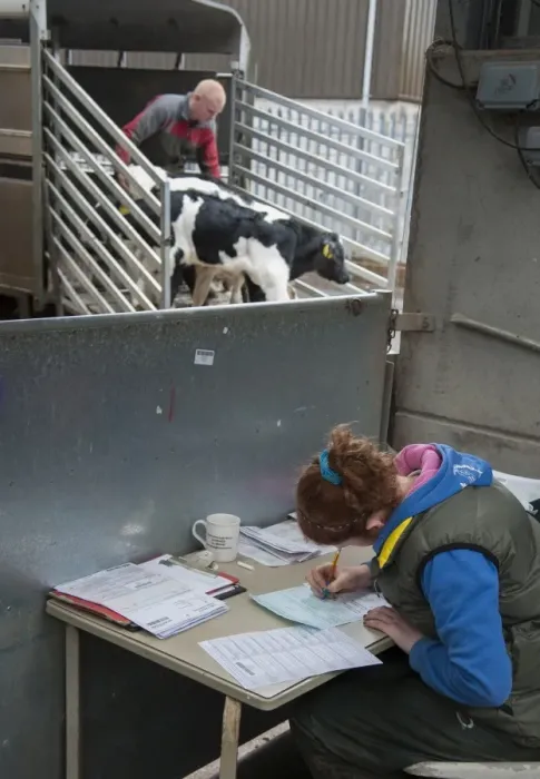 Framed Print : Woman filling in cattle passports at livestock market, with calves being unloaded from trailer in background Framed Print : Woman filling in cattle passports at livestock market, with calves being unloaded from trailer in background