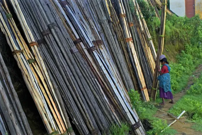 Framed Print : Woman unloading and stacking bundles of firewood logs, Vattavada, Western Ghats, Kerala, India Framed Print : Woman unloading and stacking bundles of firewood logs, Vattavada, Western Ghats, Kerala, India