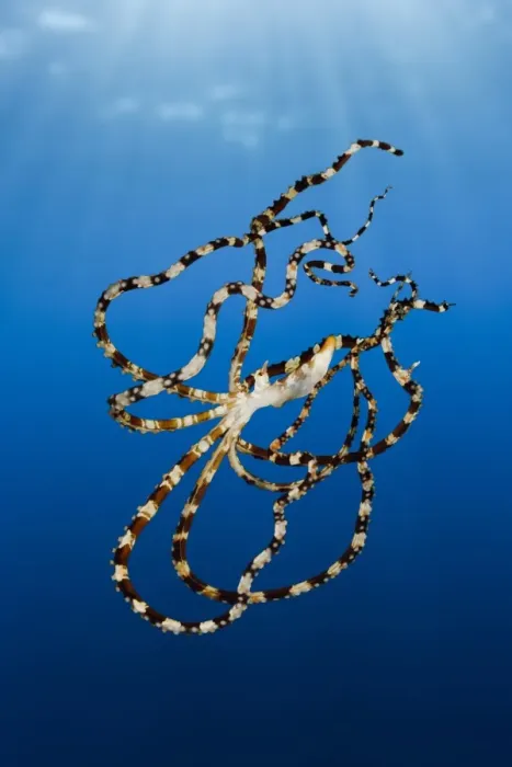 Framed Print : Wonderpus Octopus, Wunderpus photogenicus, Lembeh Strait, North Sulawesi, Indonesia Framed Print : Wonderpus Octopus, Wunderpus photogenicus, Lembeh Strait, North Sulawesi, Indonesia