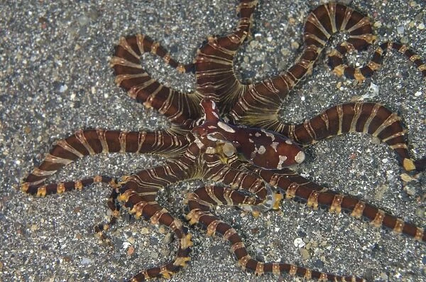 Wonderpus Octopus (Wunderpus photogenicus) adult, on sand, Lembeh Straits, Sulawesi, Sunda Islands, Indonesia, February