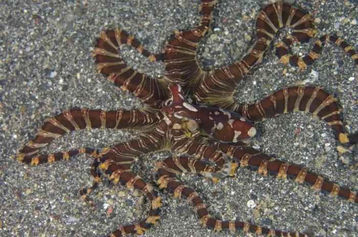 Framed Print : Wonderpus Octopus (Wunderpus photogenicus) adult, on sand, Lembeh Straits, Sulawesi, Sunda Islands, Indonesia, February Framed Print : Wonderpus Octopus (Wunderpus photogenicus) adult, on sand, Lembeh Straits, Sulawesi, Sunda Islands, Indonesia, February