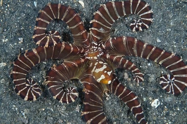 Wonderpus Octopus (Wunderpus photogenicus) adult, hunting with extended skirt, Lembeh Straits, Sulawesi, Sunda Islands