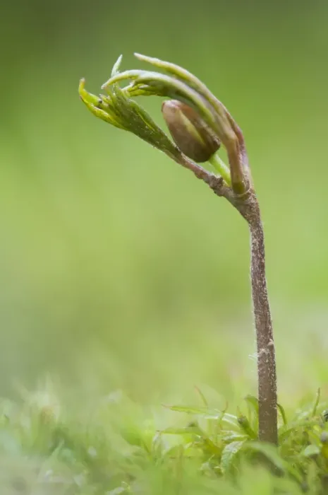 Framed Print : Wood Anemone (Anemone nemorosa) bud and shoot, Kent, England, April