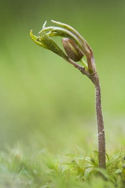 Wood Anemone (Anemone nemorosa) bud and shoot, Kent, England, April