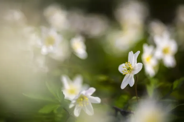 Framed Print : Wood Anemone (Anemone nemorosa) flowering, growing in woodland, Kent, England, April Framed Print : Wood Anemone (Anemone nemorosa) flowering, growing in woodland, Kent, England, April