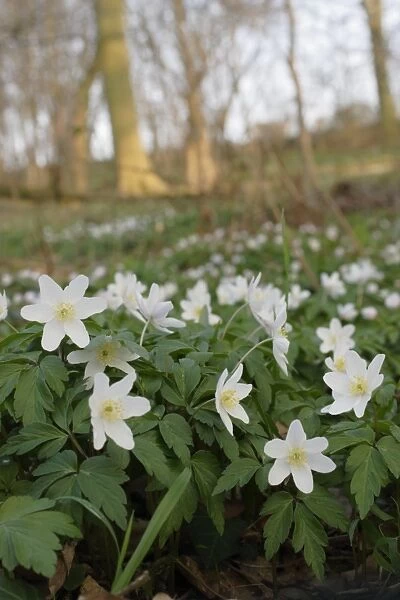 Wood Anemone (Anemone nemorosa) flowering, growing on ancient woodland floor, West Yorkshire, England, march
