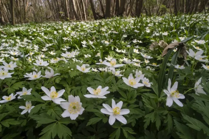 Framed Print : Wood Anemone (Anemone nemorosa) flowering mass, growing in coppice woodland, Kent, England, April Framed Print : Wood Anemone (Anemone nemorosa) flowering mass, growing in coppice woodland, Kent, England, April