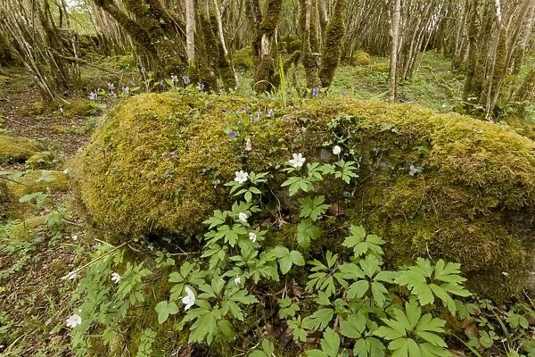 Wood Anemone (Anemone nemorosa) and violets, flowering, growing in Common Hazel (Corylus avellana)