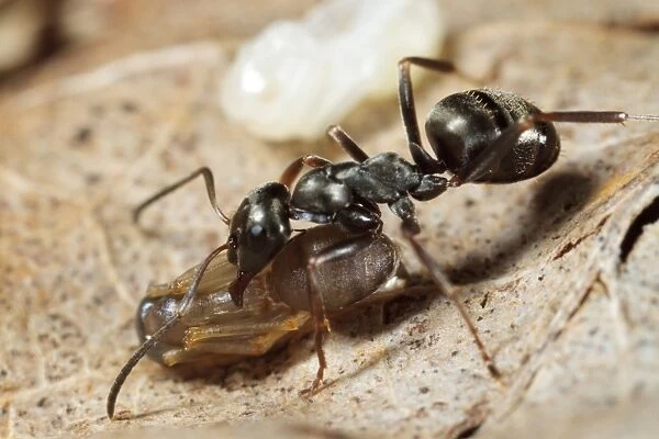 Wood Ant (Formica lemani) adult worker, carrying naked (not cocooned) pupae in nest, Powys, Wales, August