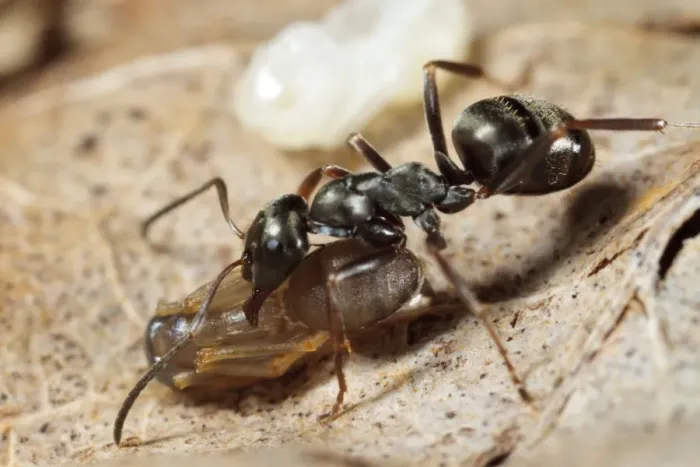 Framed Print : Wood Ant (Formica lemani) adult worker, carrying naked (not cocooned) pupae in nest, Powys, Wales, August Framed Print : Wood Ant (Formica lemani) adult worker, carrying naked (not cocooned) pupae in nest, Powys, Wales, August