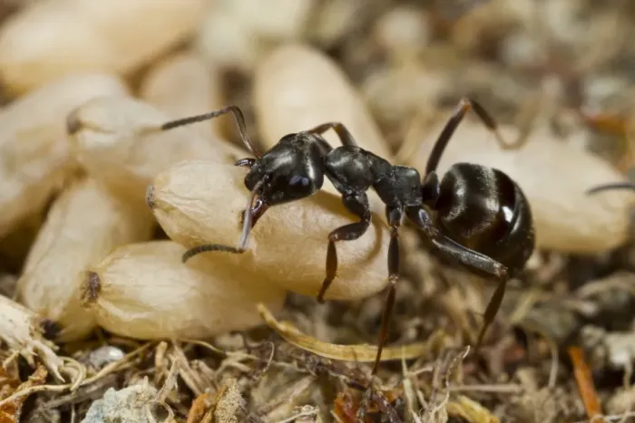 Framed Print : Wood Ant (Formica lemani) adult worker, carrying cocooned pupae in nest, Powys, Wales, August Framed Print : Wood Ant (Formica lemani) adult worker, carrying cocooned pupae in nest, Powys, Wales, August